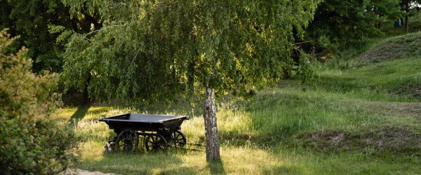 arbres croissance rapide bouleau