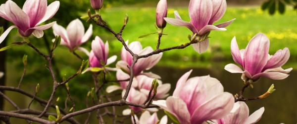 arbres croissance rapide 
magnolia