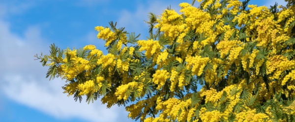 arbres croissance rapide mimosa