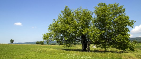 arbres croissance rapide murier