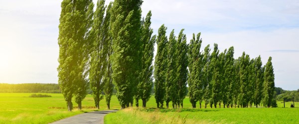 arbre pousse vite peuplier