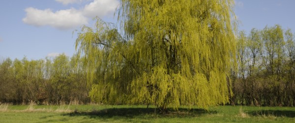 arbre pousse vite saule