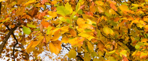 arbres croissance rapide tulipier