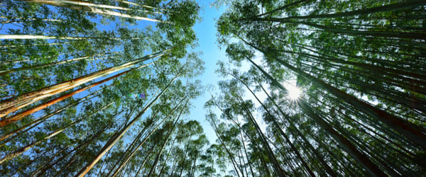 Eucalyptus : plantation, entretien et taille