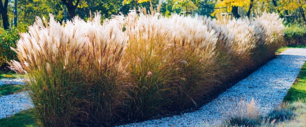 miscanthus haie sans entretien 1