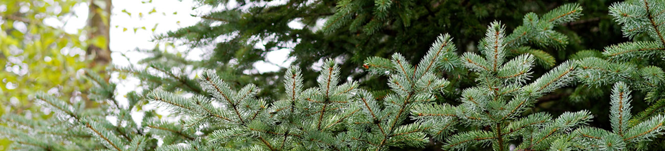 Quand et comment tailler les sapins